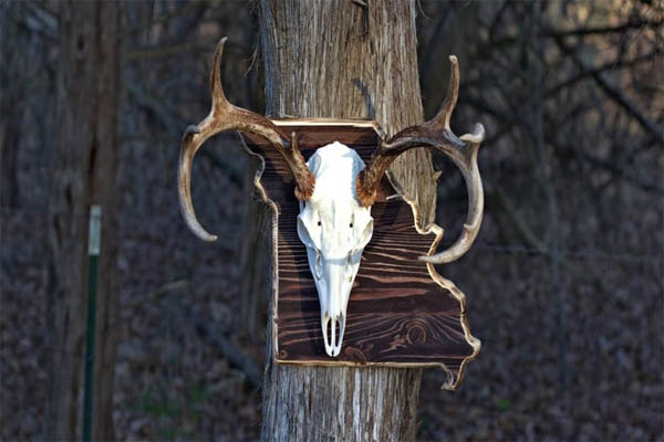 How to Mount a Deer Skull on Wood Plaque