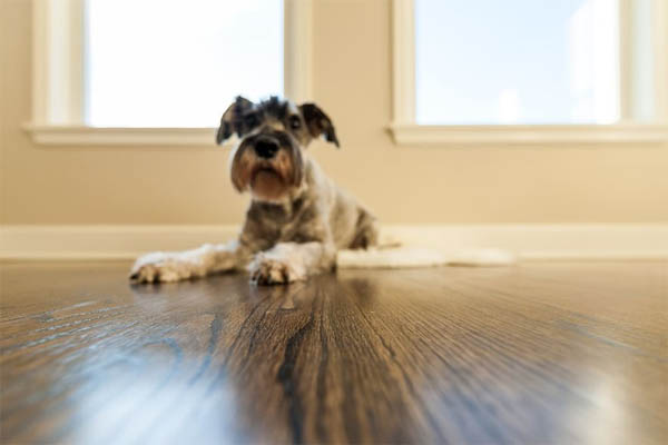 How to Protect Hardwood Floors from Dog Scratches